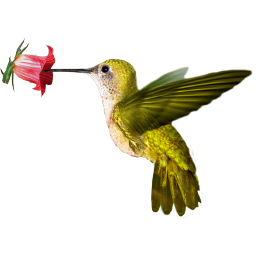 Colibri